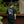 Load image into Gallery viewer,【お取り寄せ】Operation Ivy / オペレーション・アイビー Skank Man Tシャツ(ブラック)
